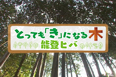 とっても「き」になる木　能登ヒバ